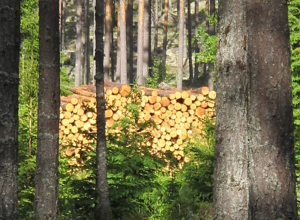 Skog og klima