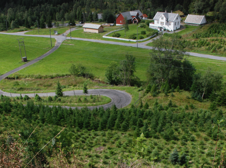 Det dyrkes juletrær i flere steder i Norge, danskene er blant de største utenlandske konkurrentene på markedet. 