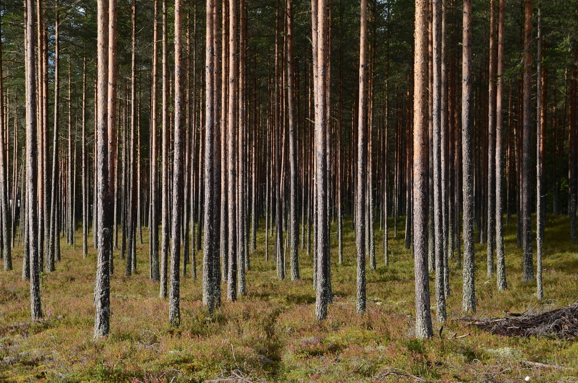 Forskningsrådet er positive til planene om å utnytte skogens bioressurser. 