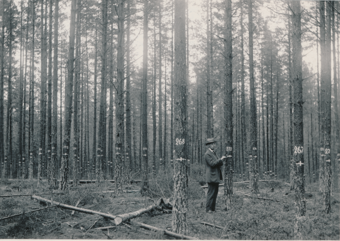 I databasen over de langsiktige feltforsøkene inngår over 1600 forsøk. Bildet er fra felt nr. 7 i Elverum, anlagt allerede i 1918.