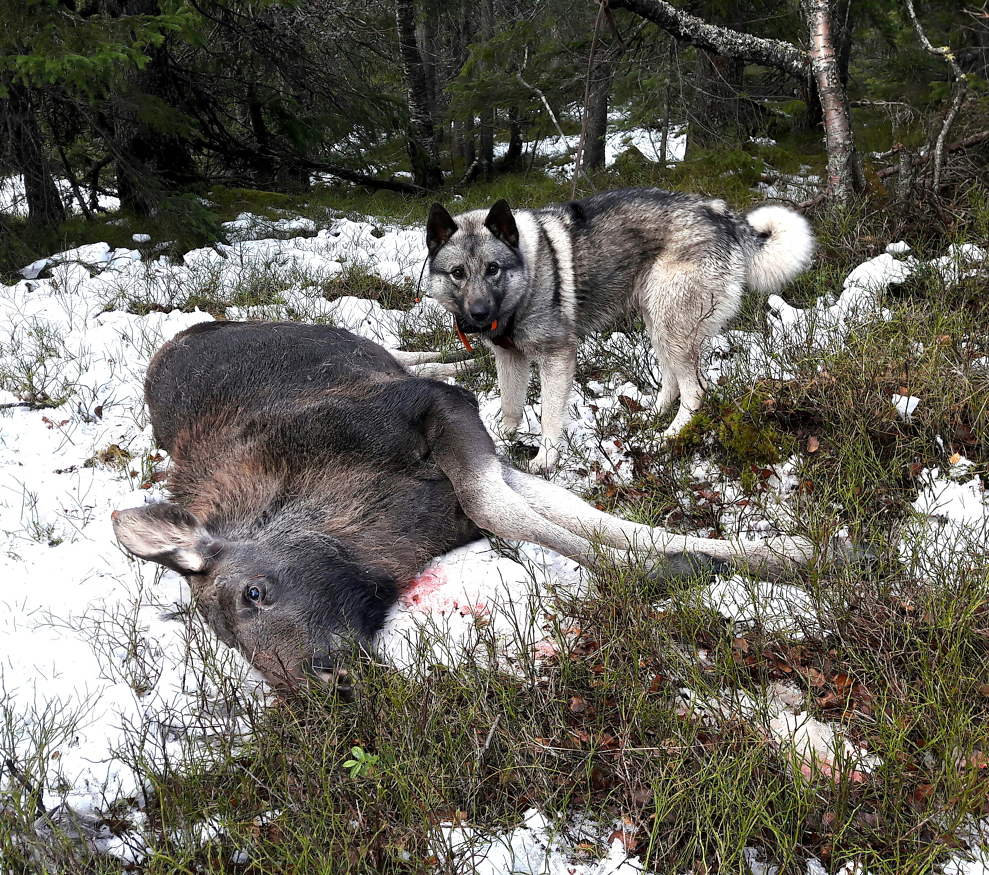 Svenske jegere er helt uenig i et utspill fra svensk viltforskning om at elgstammen må ned. Enartsforvaltning blir feil. Alt må ses i sammenheng, mener det svenske jegerforbundet.