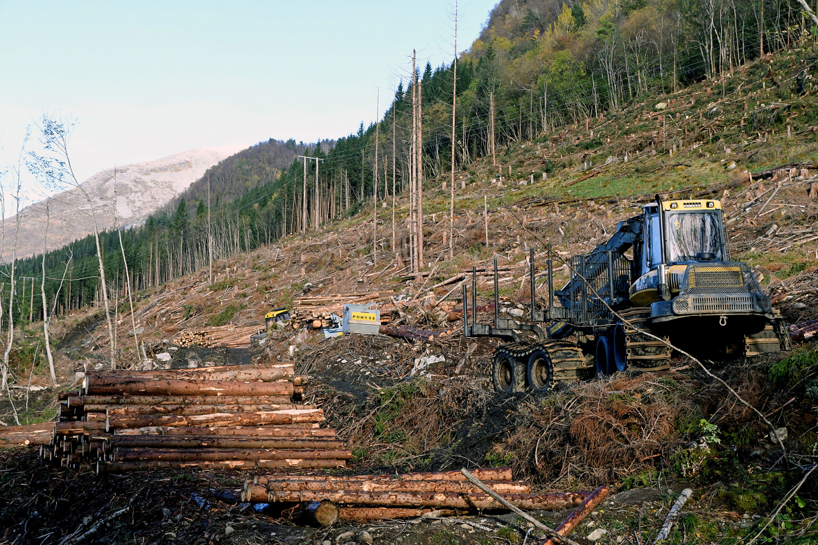 I hele det 150 dekar store feltet ble det tatt ut 10.400 kubikkmeter med 50 år gammelt tømmer.