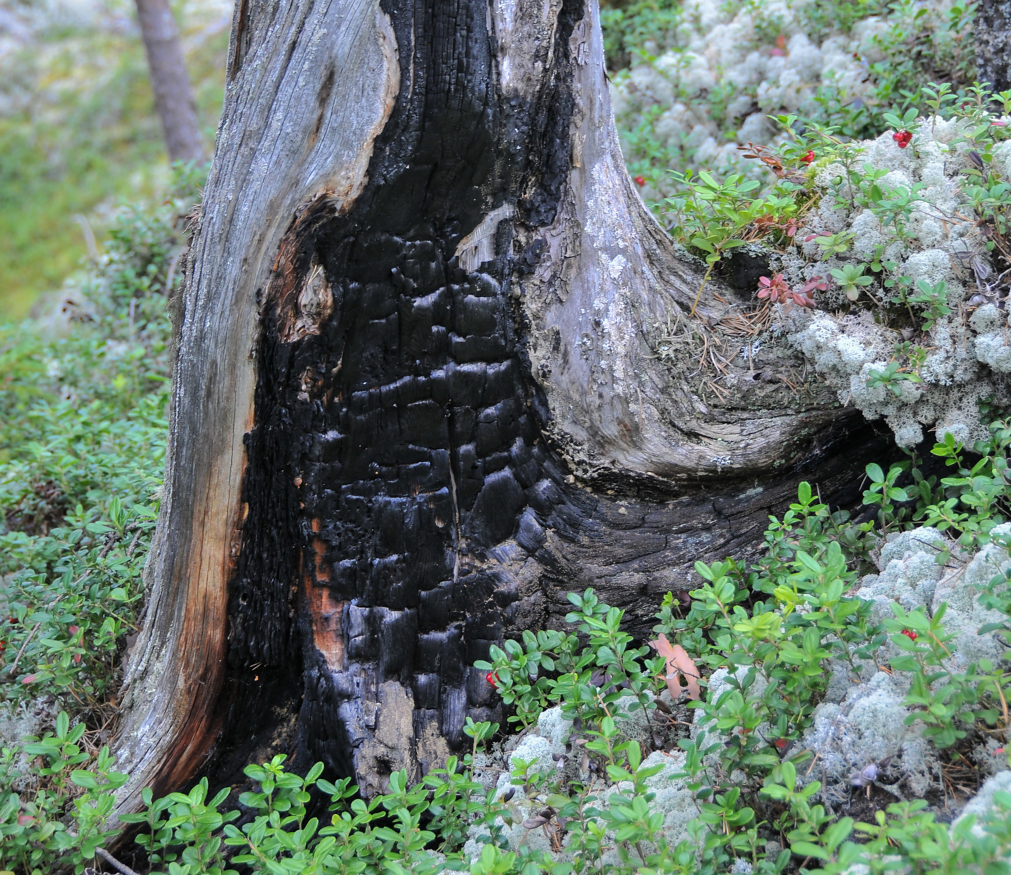 Gammel «brent stubbe»  i naturreservat, vernet gjennom ordningen frivillig vern. 