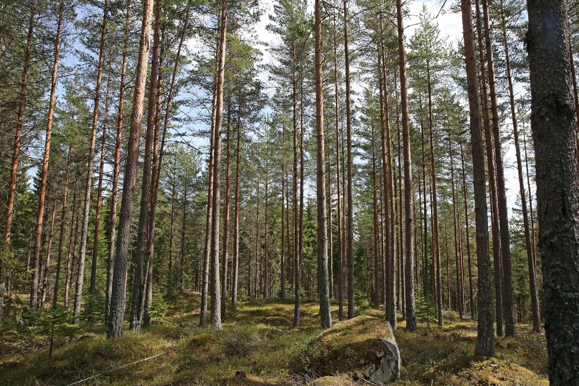 Det er mest skog i Trysil, men det hogges mest tømmer i Elverum. Det viser nye tall fra SSB.