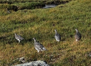 Gode utsikter for fuglejakta i Sør-Norge