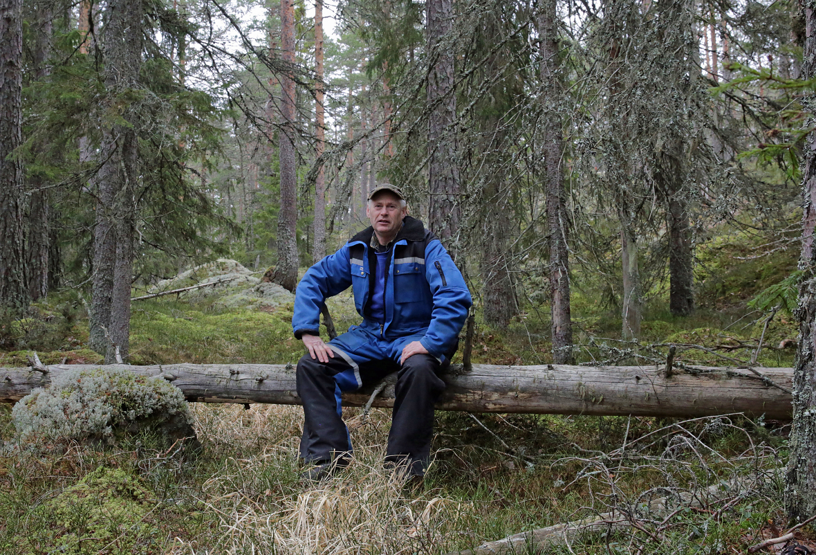 Gammel grov furuskog og gran i oppløsingsfase gir verneverdi i Terje Gravers skog. 