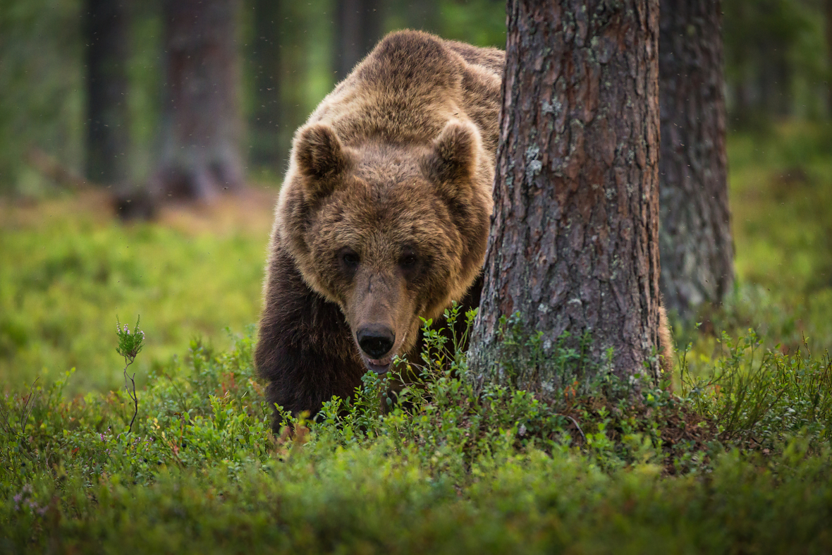 Gjennom innsamling og DNA-analyser av prøver ble det registrert 138 brunbjørn i Norge i fjor. Illustrasjonsfoto: Colourbox