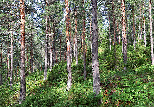 Skogeier er via miljøinformasjonsloven forpliktet til å ha kunnskap om miljøkvaliteter i egen skog, men opplysninger om for eksempel nøkkelbiotoper kan de som spør finne selv i databasen Kilden.