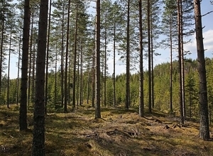 I skogen vokser 11 milliarder klimaløsninger