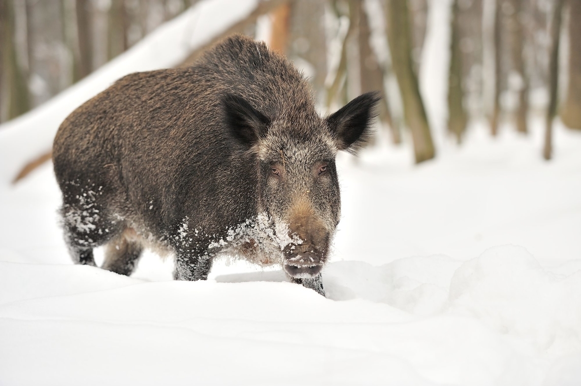 Villsvin observeres stadig nye steder i Norge, men det er i stor grad snakk om streifdyr fra Sverige. Ilustrasjonsfoto: colourbox.