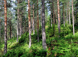 Hva betyr naturtype-kartlegging for skogeier?