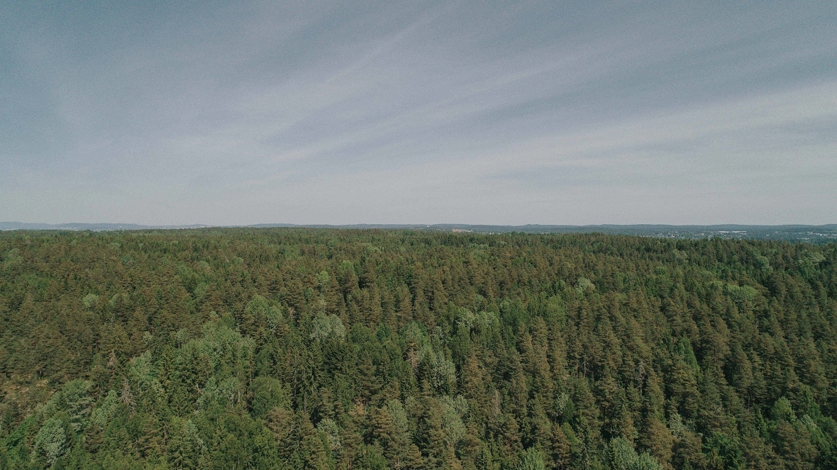 Forsikringsdekningen for trøndersk skog er lav i forhold til det som er vanlig ellers i landet. Det gir grunn til bekymring, mener Anders Børstad, nyvalgt styreleder i Skogbrand. (Foto: Jørgen Nordby/Skogbrand)