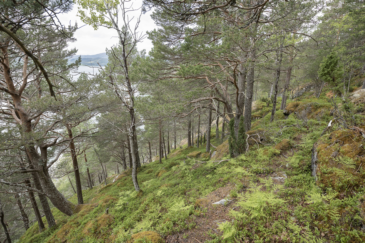 Det svært bratte terrenget på Fjøseid i Tingvoll har gjort at skogen har fått stå i fred. Nå vernes området som naturreservat gjennom frivillig vern. Foto: Øyvind Leren