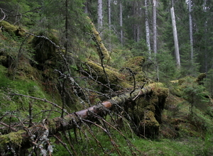 NINA-rapport om økologisk tilstand i skog