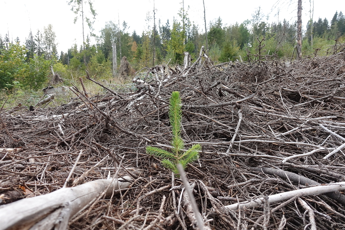 Skogfond er en lovpålagt fondsavsetning, som skal sikre at skogeier har midler til å finansiere investeringer i egen skog. Pengene kan foreksempel brukes til planting og ungskogpleie. 
