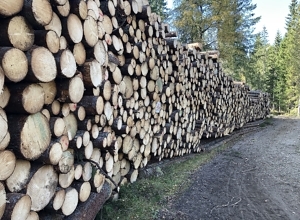 EU endrer klimaregelverket for skog og annen arealbruk