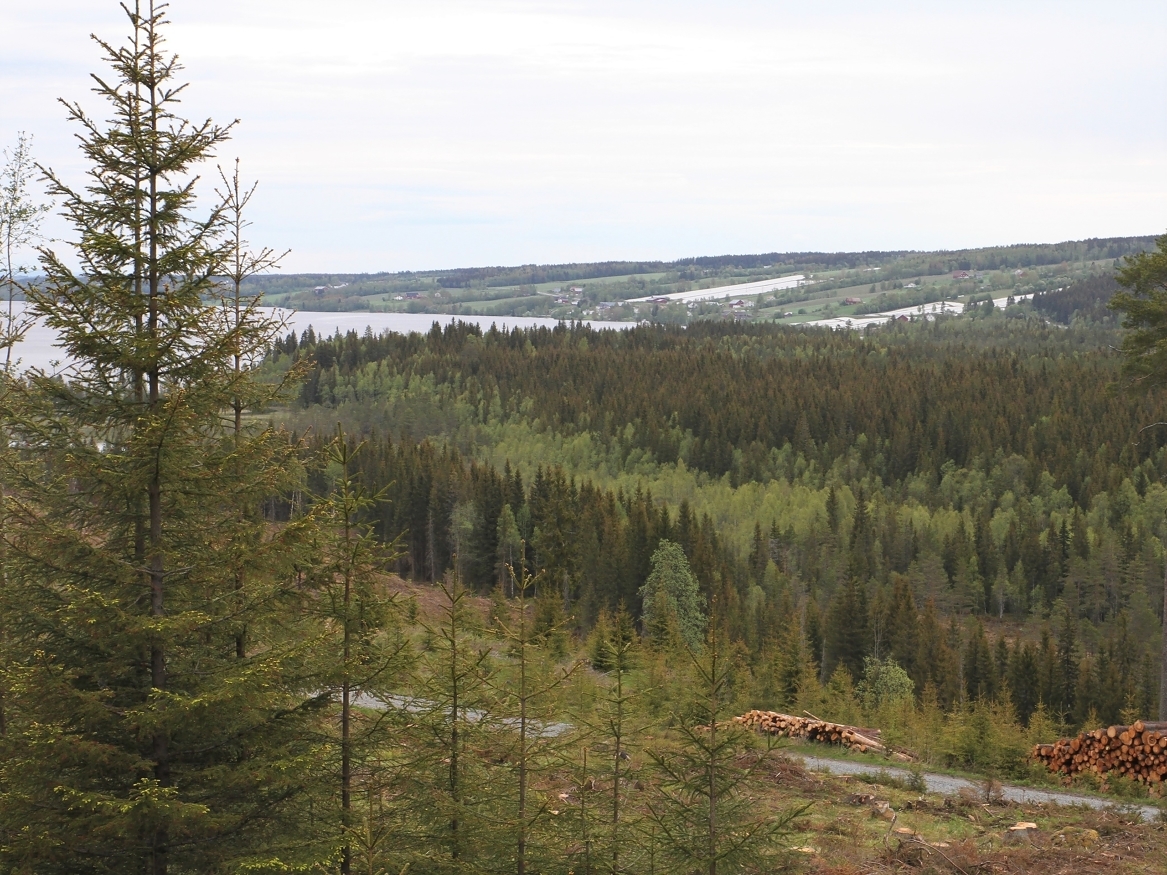 Skogen i Norge dekker over 37 prosent av Norges landareal og for hvert år øker volumet, men økningen går saktere enn før.