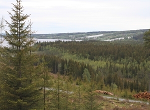 Rekordmye skog i Norge