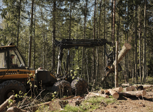 Skogeierforbundet søker etter fagdirektør