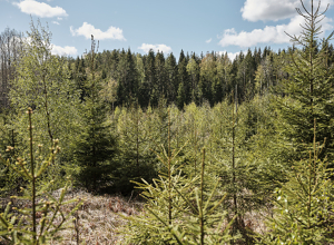 Hvor lang tid tar det før skogen binder karbon igjen etter en hogst?