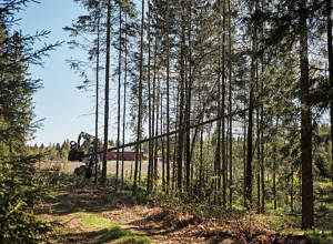 Bærekraftig skogbruk
