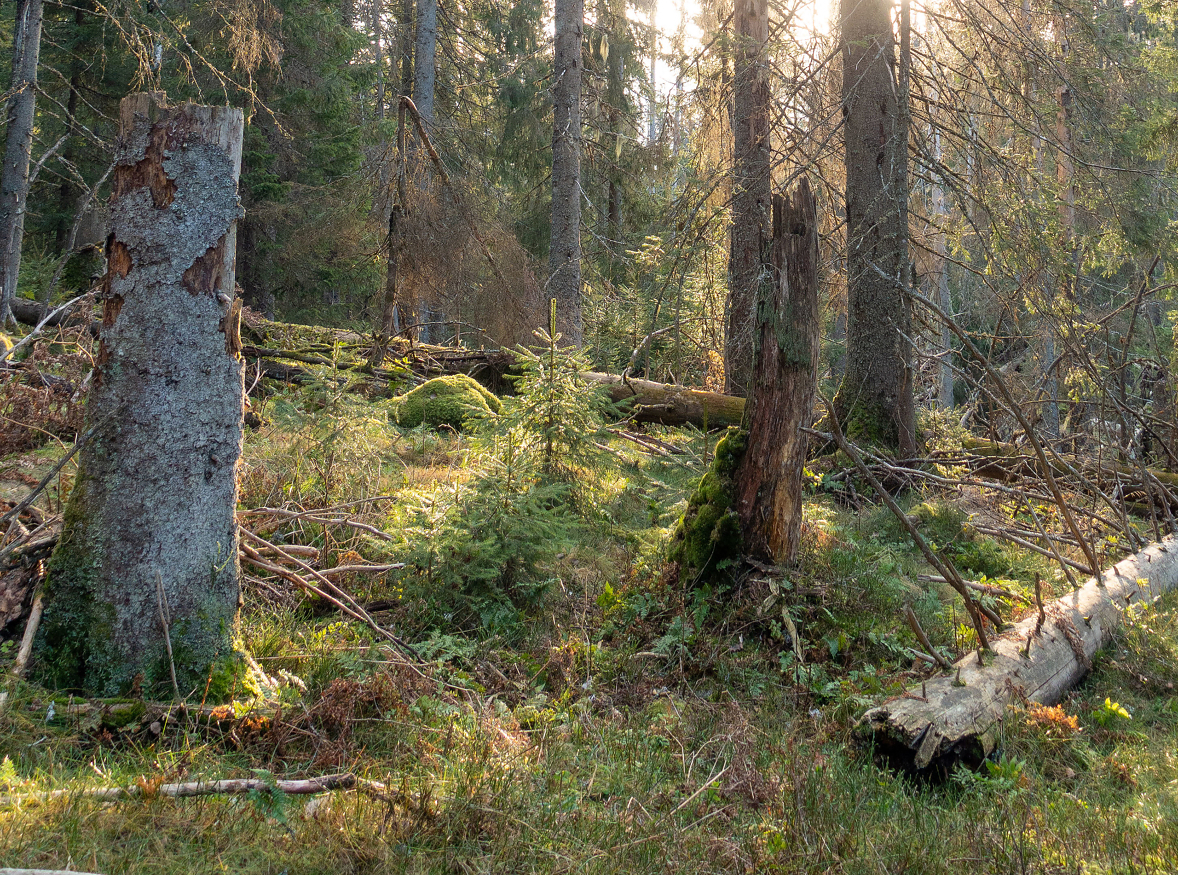 Enkelte arter trives spesielt godt i gamle og døde trær, og disse er derfor på listen over livsmiljøer som skogbruket tar vare på. 