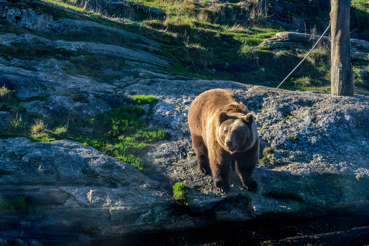 Det ble i 2020 registrert 150 brunbjørner i Norge. Geografisk holder de fleste til langs svenskegrensen. Foto: Marius Lippestad