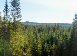 Høyere klimanytte i skog hvor det drives skogbruk