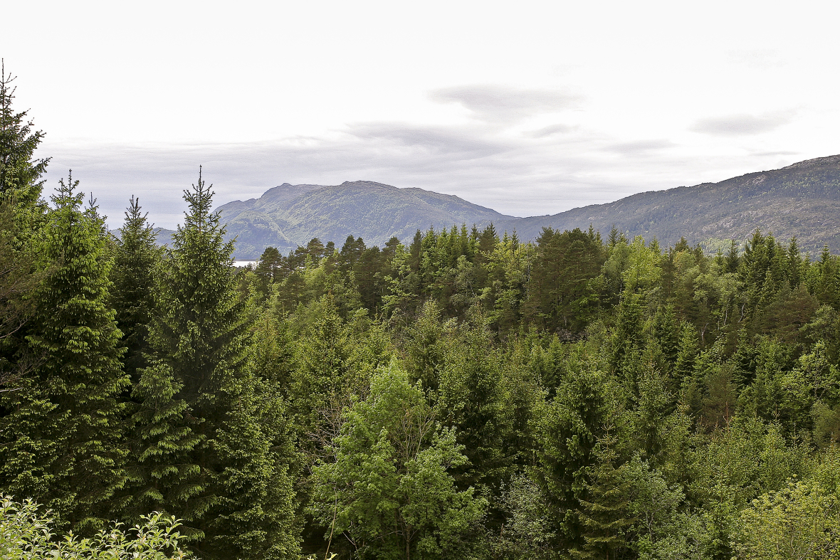 Ifølge rapporten kan en variert skog være mer robust mot klimaendringer.