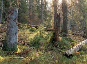 Skogbruket driver et systematisk miljøarbeid 