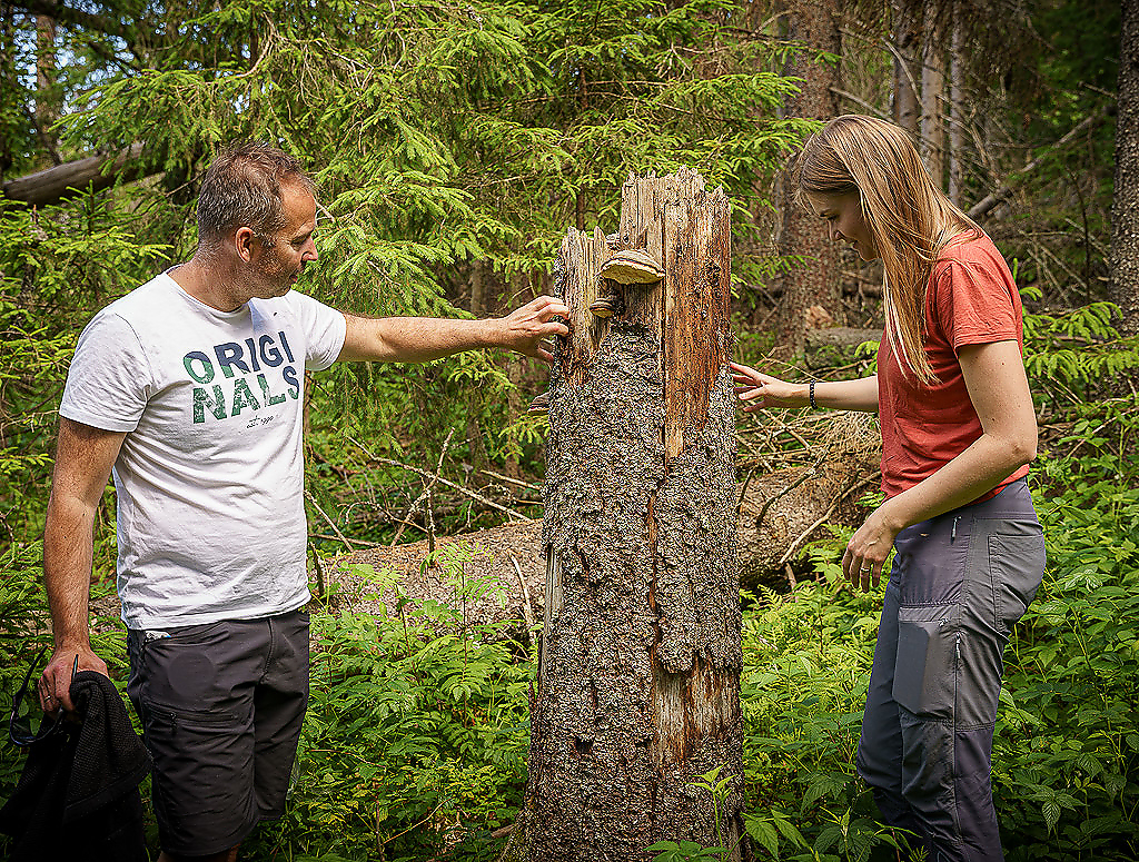 Vil du bli en del av Norges fremste skogpolitiske miljø? Da kan disse jobbene være noe for deg.