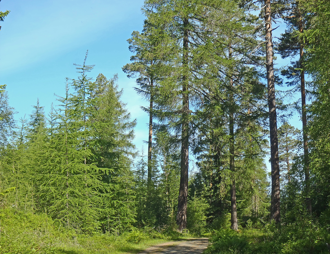 Europalerk og edelgran har nå blitt fastslått som stedegne arter i Norge, og vil kunne være en del av verktøykassen i et stedstilpasset skogbruk.