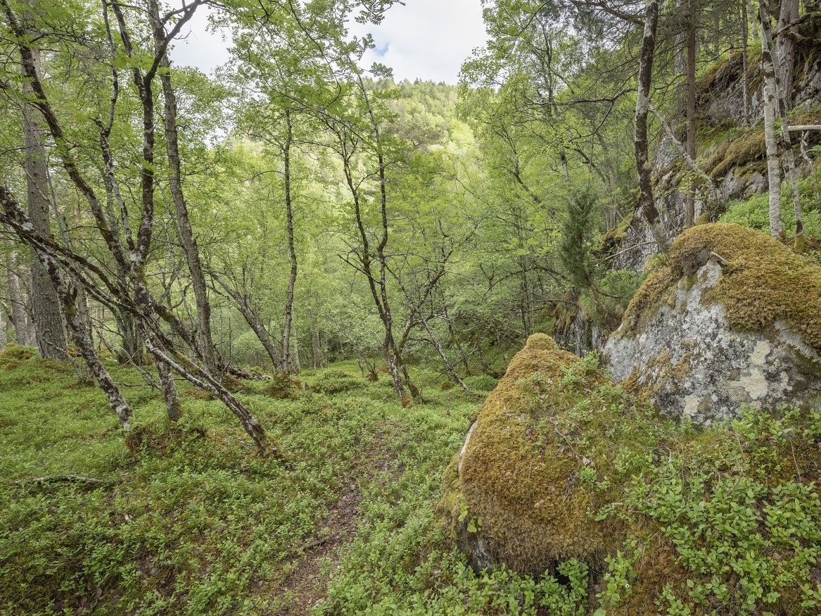 Fjøseid naturreservat i Tingvoll i Møre og Romsdal er et eksempel på et område som er vernet gjennom frivillig vern av skog. Etter at ordningen ble innført på starten av 2000-tallet, har skogvernet i Norge blitt gjennomført med liten grad av konflikt. 