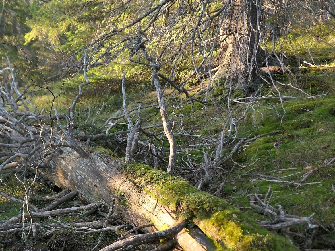 De siste tiårene at den tidligere plukkhogde skogen utviklet kvaliteter som død ved og gamle trær. Det gjør at den kan regnes som naturskog. 