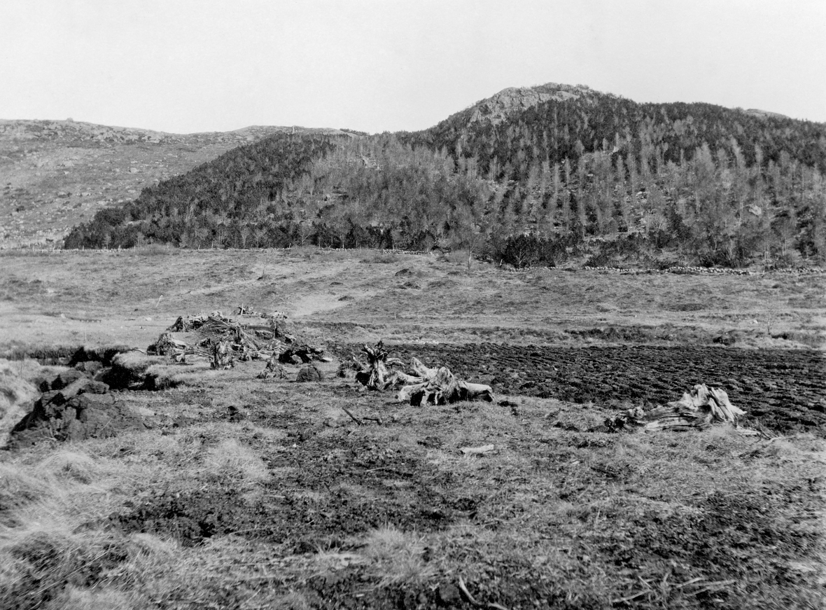 Det er slike gamle bilder vi ønsker oss. Dette bildet er tatt i 1925 fra Høylandskomplekset statsskoganlegg i Sandnes, Rogaland. Hvordan ser det ut her i dag?