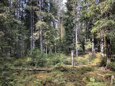 SV med gjennomslag for støtte til fleralderskogbruk  