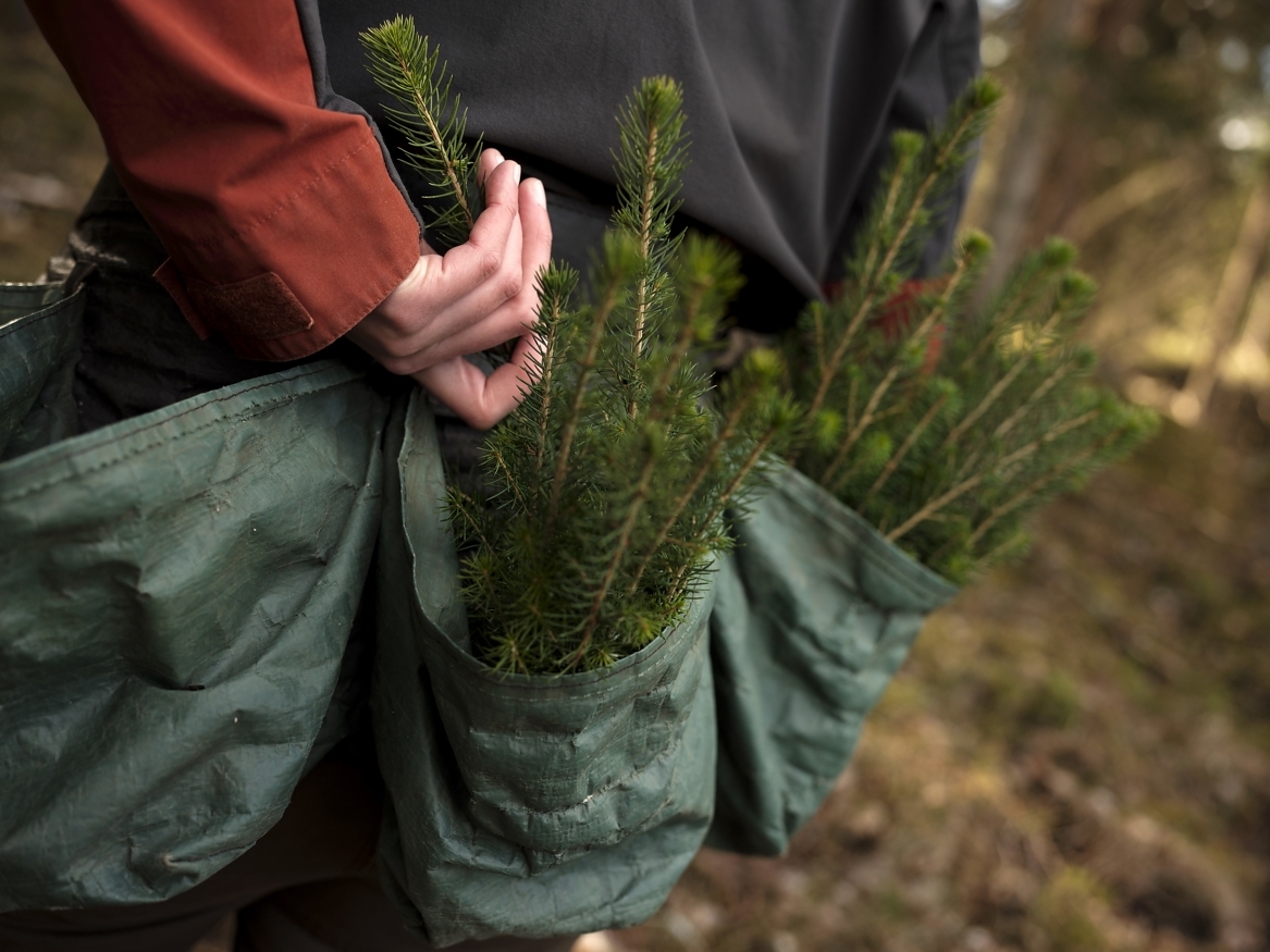 FOR HVERT TRE SOM HOGGES PLANTES DET NYE: Skogeierforbundet mener den skogen som bygges ned i ett område, må erstattes med en ny skog i et annet område.