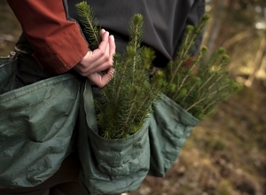 Norske skogeiere har klare forventninger til naturmeldingen