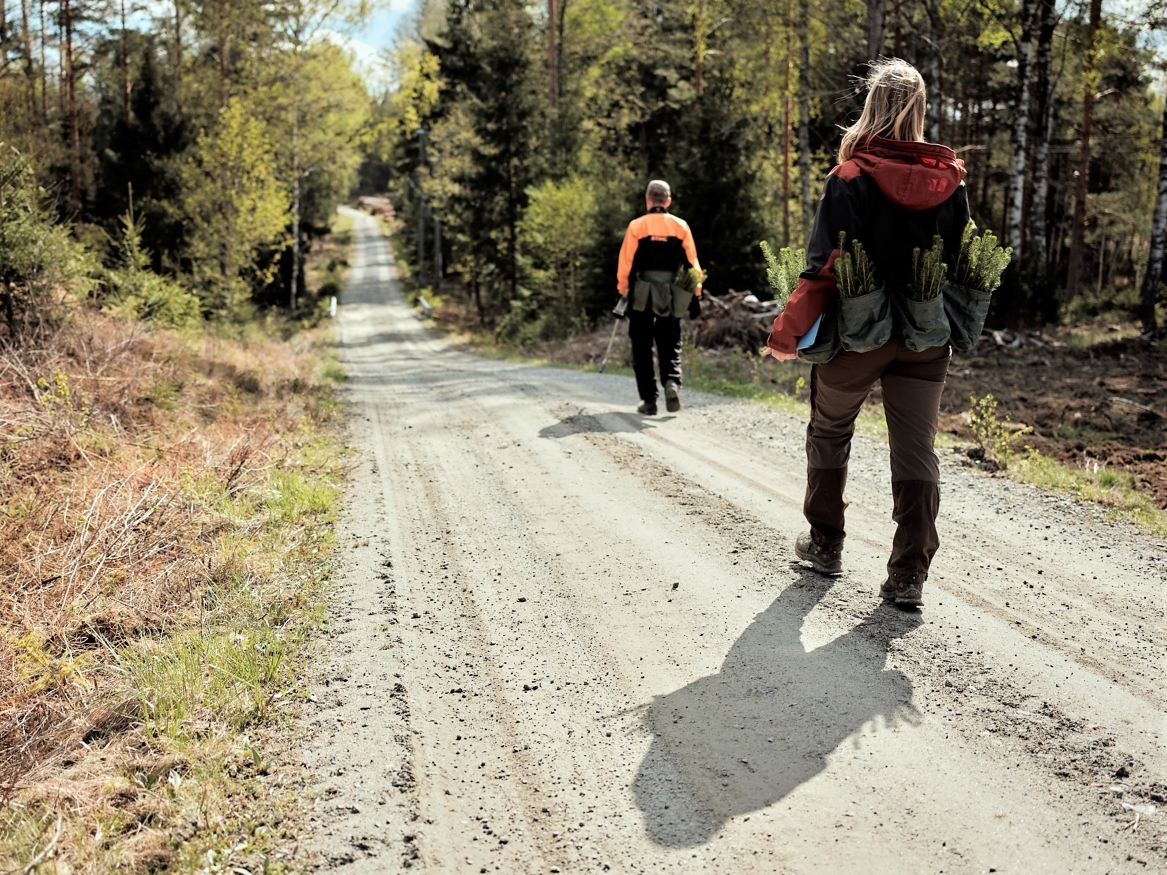 Norge når ikke klimaforpliktelsene våre uten aktiv bruk av skogen. Likevel velger regjeringen å nedprioritere støtte til skogplanting og ungskogpleie i forslaget til statsbudsjett for 2025.