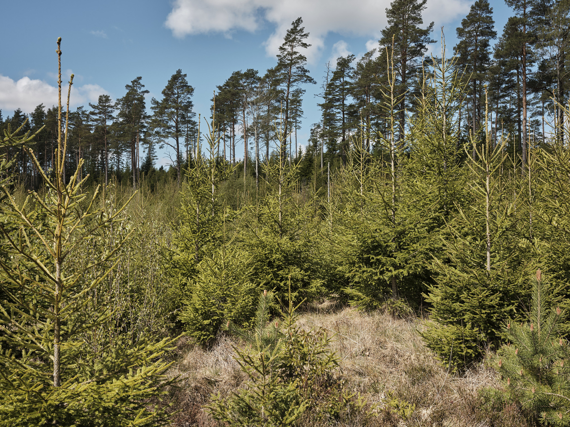 Å stelle ungskogen er et av flere viktige klimatiltak i skog.