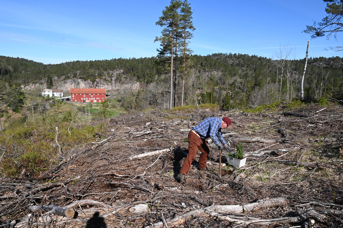 Olav  Hardeberg (89) er fortsatt aktiv med både planting og ungskogpleie.