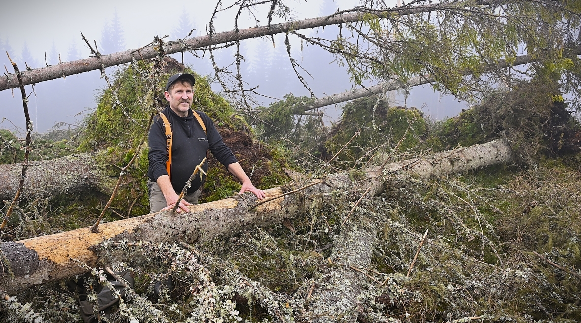 PER IVAR HELGEBERG opplevde
det svært få må gjennom. Tornadoen
la over tusen kubikkmeter tømmer
flatt i løpet av noen få minutter.