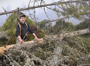 Tornadoen tok skogen på noen minutter