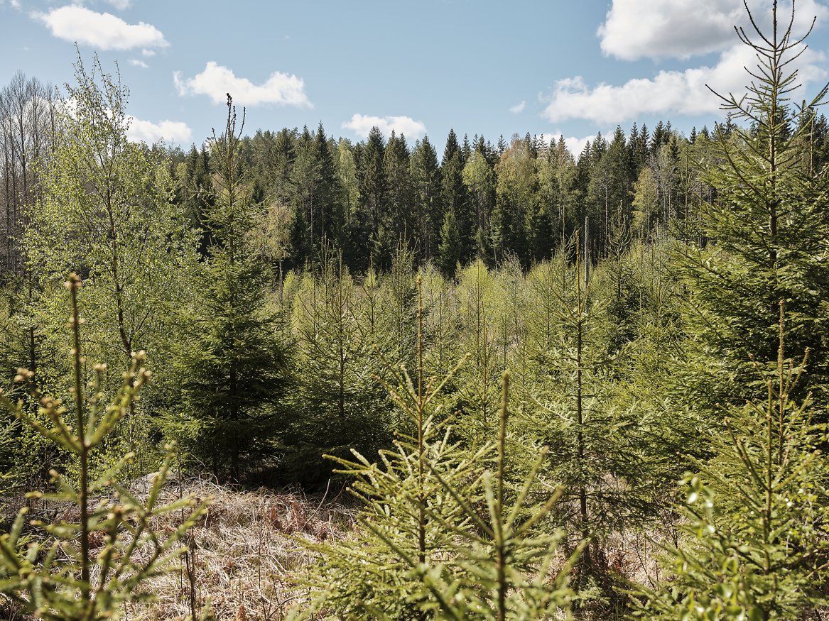 Skogen er en viktig del av klimaløsningen, men den må ikke bli en sovepute.
