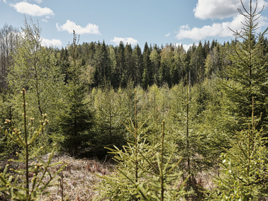 Skogen må brukes, men ikke som alibi for å unngå utslippskutt