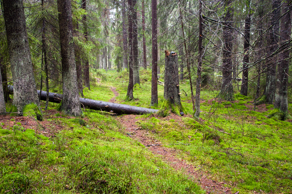 Kartlegging av naturskog er blant temaene på årets konferanse.