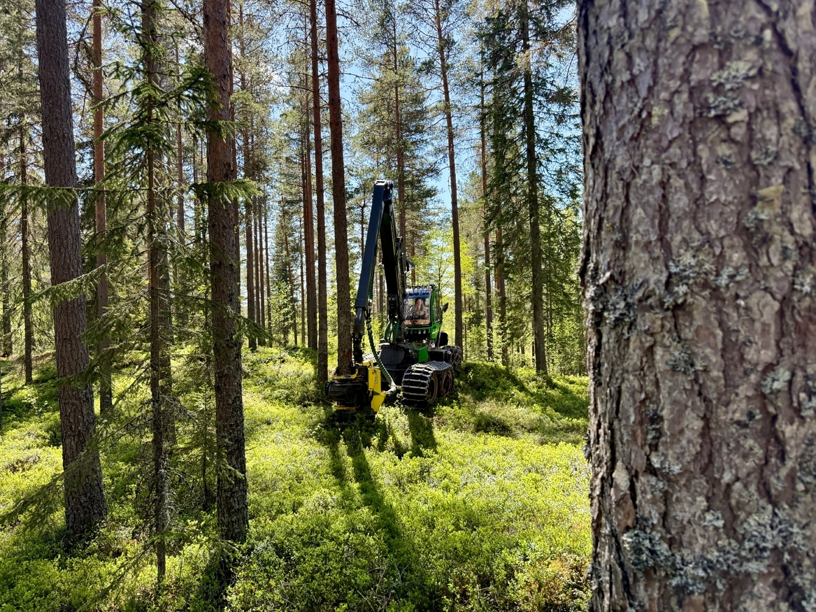Folket har talt: De tror på norsk skogbruk