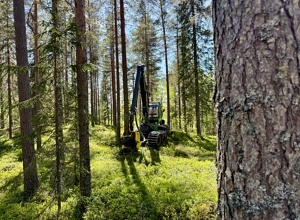 Folket har talt: De tror på norsk skogbruk