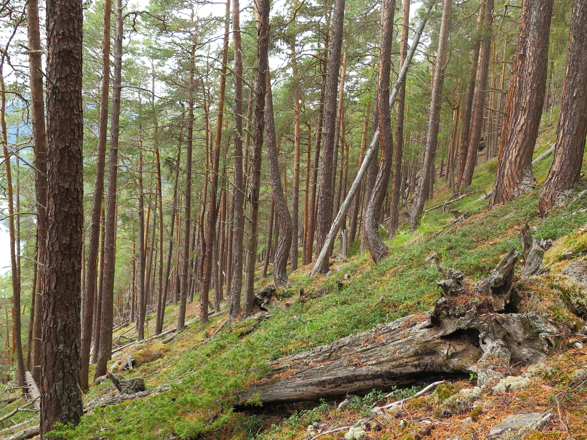 Over 1000 skogområder er frivillig vernet