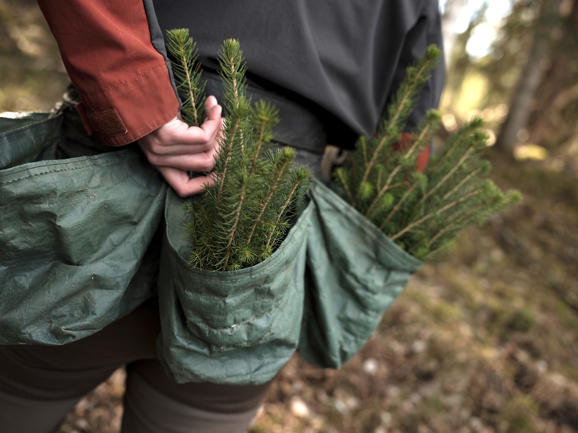 Skogplanting og ungskogpleie er blant de viktigste klimatiltakene i skog.